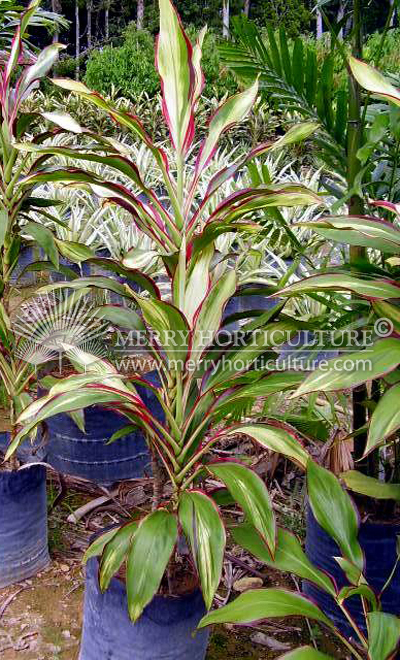 Cordyline terminalis 'Tricolor'